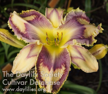 Daylily Barbara's Blessing